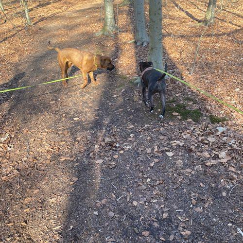 Tur med hund i Gilleleje og omegn