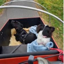 Frivillig hundepasser