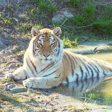 En tiger fra Zoologisk Have
